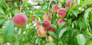 Close-up of ripe peaches on tree, harvest of natural organic peaches in garden